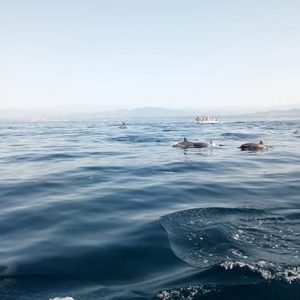 Tour Avistamiento de Delfines y Ballenas